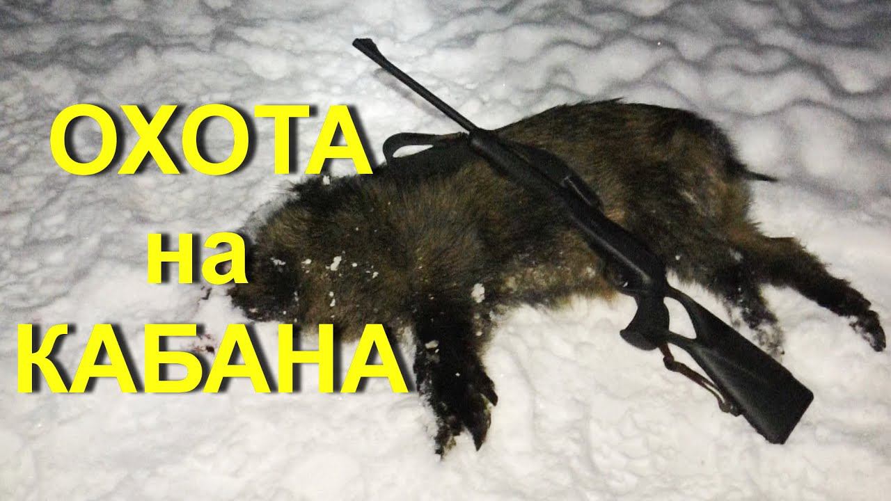 Охота НА КАБАНА 2022