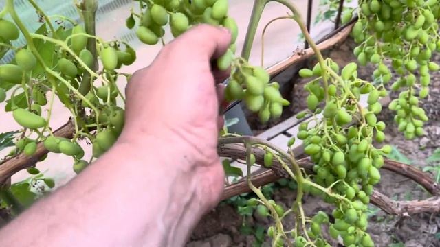 Солнечный ожог или серая гниль на винограде? смотреть онлайн