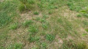 Боротьба з личинкою хруща в саду