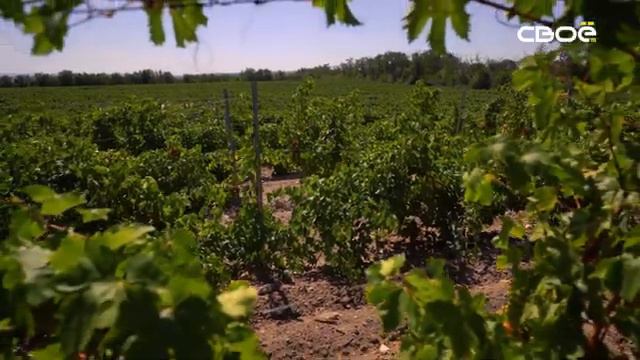 «Жизнь так устроена» Виноградарство и виноделие
