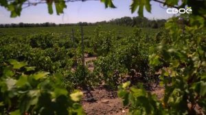 «Жизнь так устроена» Виноградарство и виноделие