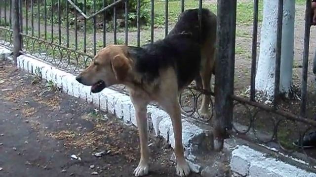 Собака застряла смотреть онлайн