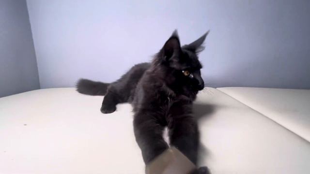 Olimp Paw Winner питомник Мейн-Кунов