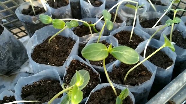 Что делать, если вытянулась рассада огурцов? смотреть онлайн