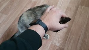 если у кошки большой живот?