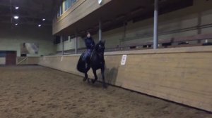 Верховая езда. Индивидуальные занятия верховой ездой на фризском жеребце