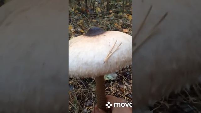 ❗️ВОТ ТАКОЙ ОН - ГРИБ  ЗОНТИК ☂️ #тихаяохота #funghi #funny #сборгрибов #грибнойсезон2022 #mushroom