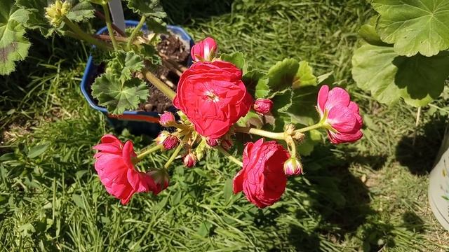 Пеларгония ПАК Вива Розита 2 смотреть онлайн