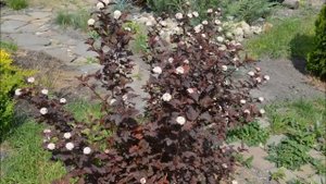 Пузыреплодник калинолистный (Ред Диабло)