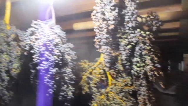 How to Harvest & Store Trachycarpus Palm Seeds смотреть онлайн