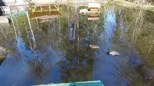 Утки в пруду. ЦКБВЛ ФМБА