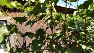 Вызревание винограда в Алтайском крае на 30 августа 2022г.