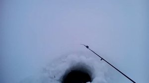 Ловля ротана на копченую куриную кожу.