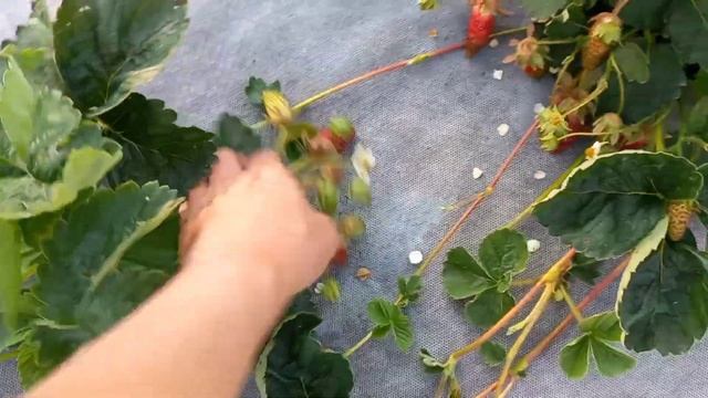 Земклуника Купчиха. Достоинства и недостатки.