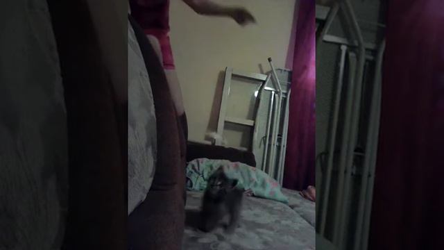 Мой котёнок играет с бантиком смотреть онлайн