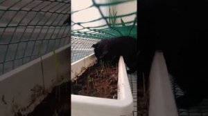 Защита травы для кошек от кошек ВЫСОКОТЕХНОЛОГИЧЕСКАЯ Доктор Лом