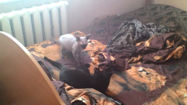 Сфинкс. Показывает, кто в доме хозяин.. смотреть онлайн