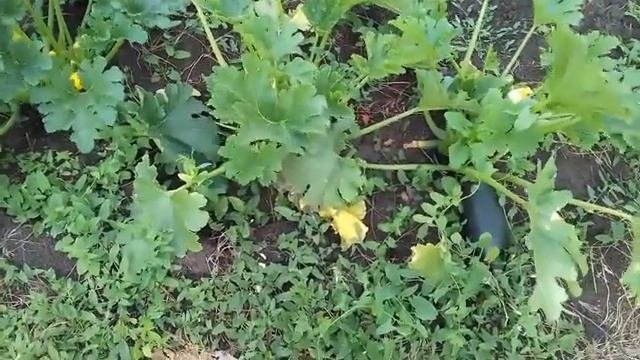 Правильно ухаживаем за кабачками в начале плодоношения.
