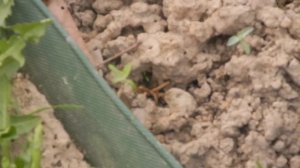 Бордюрная лента