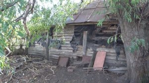 ВЫПУСКАЮ ЦЫПЛЯТ В ОБЩЕЕ СТАДО.