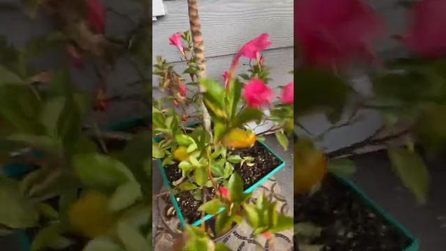 Mandevilla flowers 🌺 in December, I can’t believe it still alive with this cold 🥶