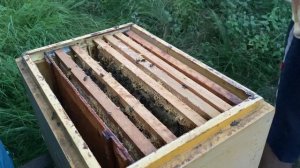 Обработка пчелы от клеща методом пролива)