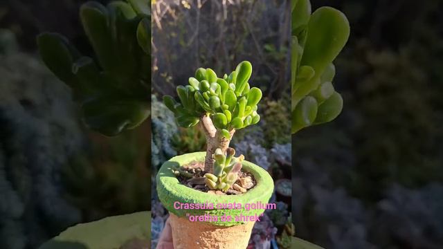 Suculenta,crassula ovata gollum "orelha de sherek"dicas"