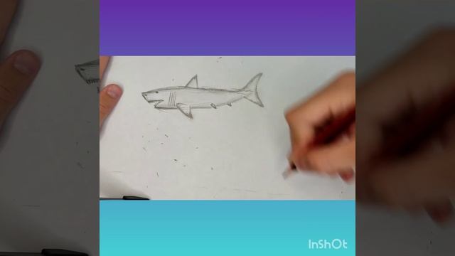 как рисовать атлантическую сельдевою акулу смотреть онлайн
