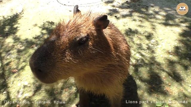 Капибара Капитошка - самый добрый зверек планеты. Тайган. Capybara is the kindest animal. Taigan смотреть онлайн