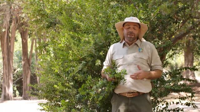 הדס смотреть онлайн