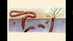 Биология 7 класс. Тип Кольчатые Черви.