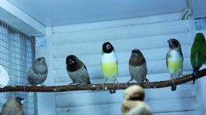 Японские амадины. Амадины гульда