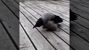 Говорящая ворона