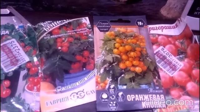 Учимся выращивать томаты зимой! Ч.1 Выбор сорта смотреть онлайн