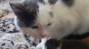 Котенок пьет молоко мамы кошки.