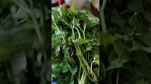 Сныть в корм курам... и не только курам.