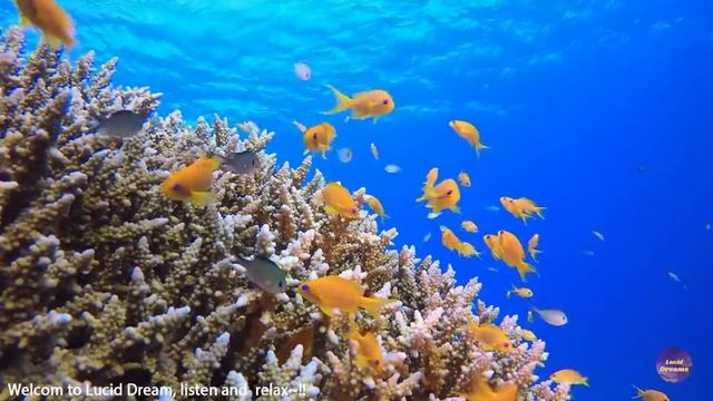 Шум моря для сна успокаивающая слушать бесплатно, Нежная музыка радует душу создано Lucid Dream смотреть онлайн