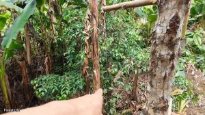 Man Living in the Forest Building a Wooden High-rise Building, Survival instinct, Building Life, Ep