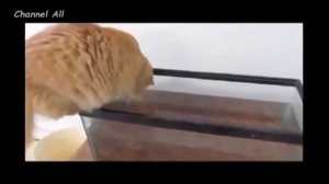Кошки и Собаки Падают в Воду! Забавная Видео Подборка !