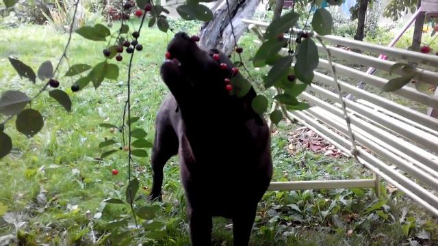 Лабрадор Варя ест вишню с дерева смотреть онлайн