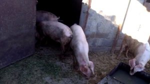Порода свиней Ландрас 5 месяцев