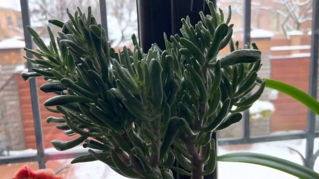 CRASSULA (ТОЛСТЯНКА). ДВА СПОСОБА РАЗМНОЖЕНИЯ.