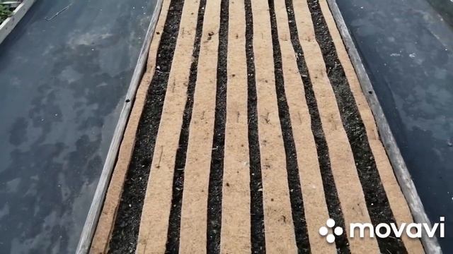 Парник 16 мая 2022. томаты Финик жёлтый, Бычье Сердце, Поцелуй. Рассада дыни Медовая Лакомка. смотреть онлайн