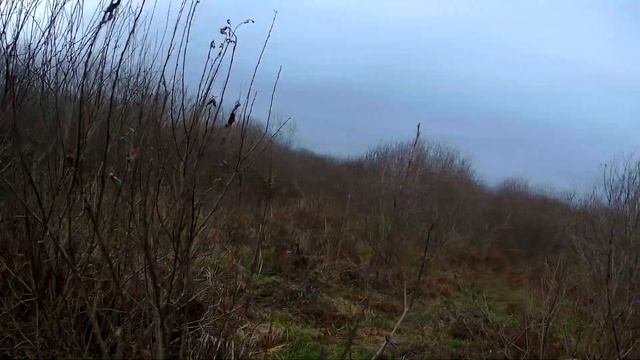 ОХОТА как В ЗАПОВЕДНИКЕ. ЛОСИ, КОЗЫ, ЛИСЫ И ЗАЙЦЫ смотреть онлайн