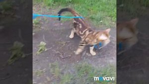 Бенгальский кот гуляет на поводке с питом и стаффом