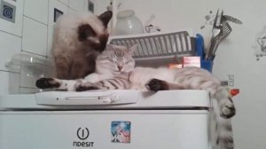 Сил-тэбби пойнт (seal-tabby point) - Тайские кошки