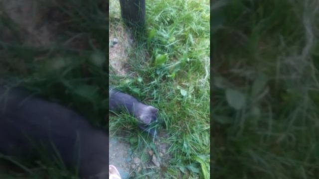 Обзор на шезлонг рассказываю Как сделать шезлонг и с моими котятоми