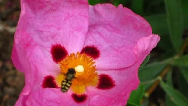 Cannon-A1100-Macro смотреть онлайн