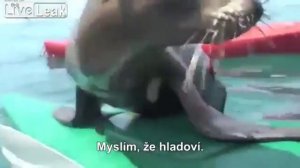Морской лев попрошайничает