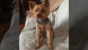 Верный Йорк